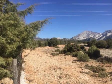 Der 200000M2 Mandelgarten Steht Im Zentrum Von Mugla Zum Verkauf.